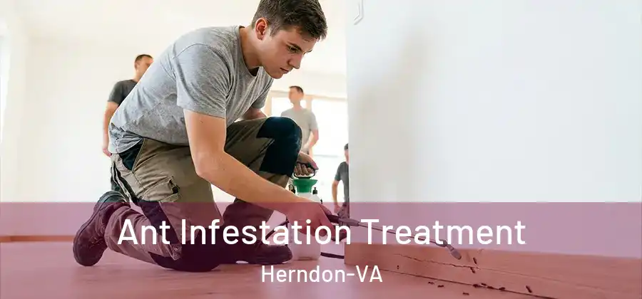 Ant Infestation Treatment Herndon-VA