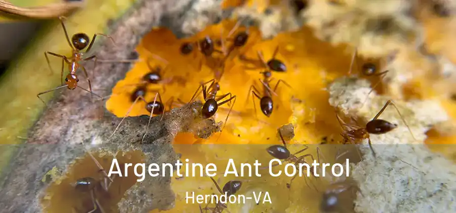  Argentine Ant Control Herndon-VA