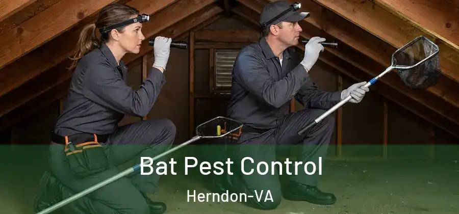  Bat Pest Control Herndon-VA