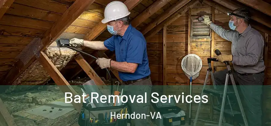  Bat Removal Services Herndon-VA