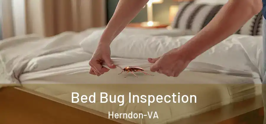  Bed Bug Inspection Herndon-VA