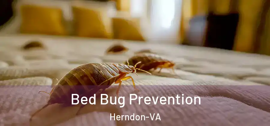  Bed Bug Prevention Herndon-VA