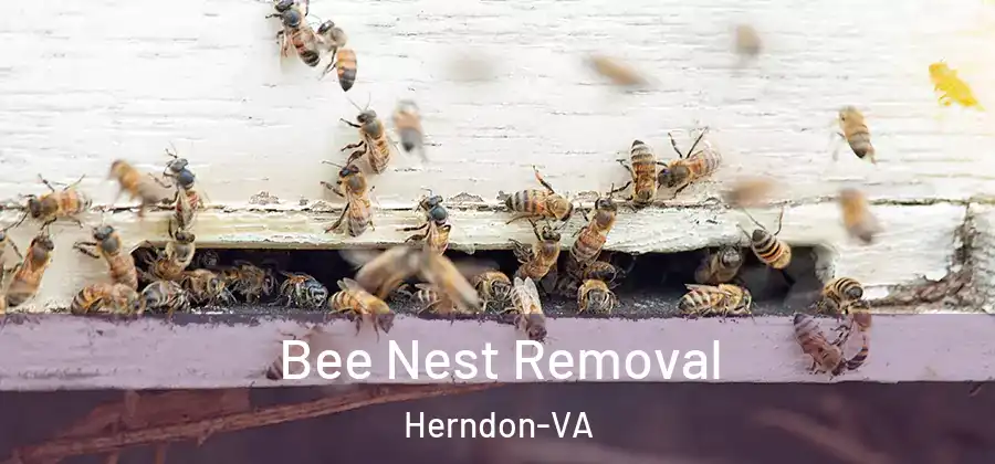  Bee Nest Removal Herndon-VA