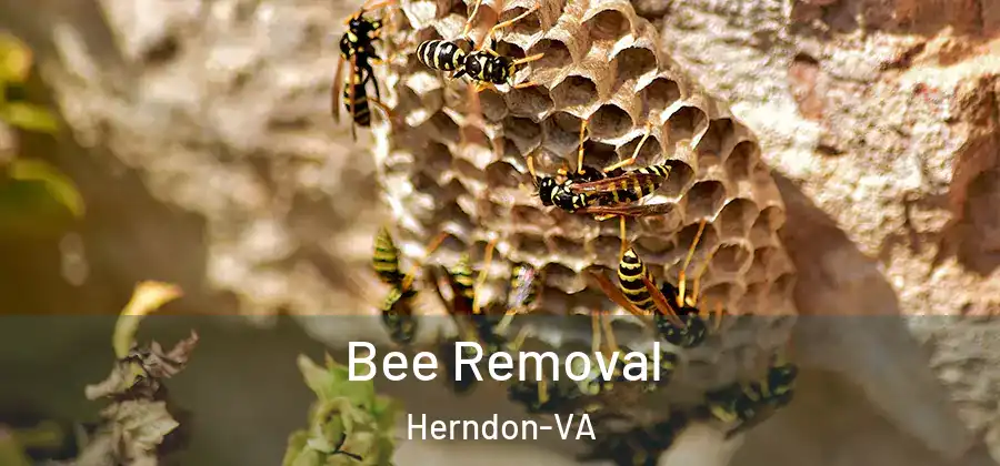  Bee Removal Herndon-VA