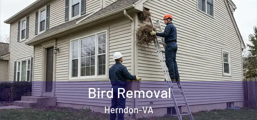  Bird Removal Herndon-VA