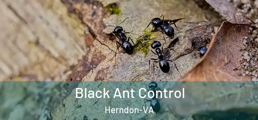  Black Ant Control Herndon-VA