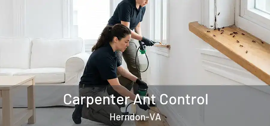  Carpenter Ant Control Herndon-VA