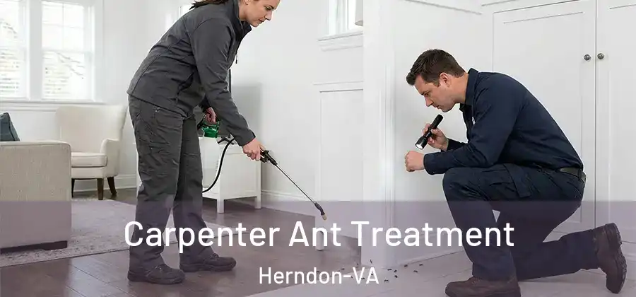  Carpenter Ant Treatment Herndon-VA