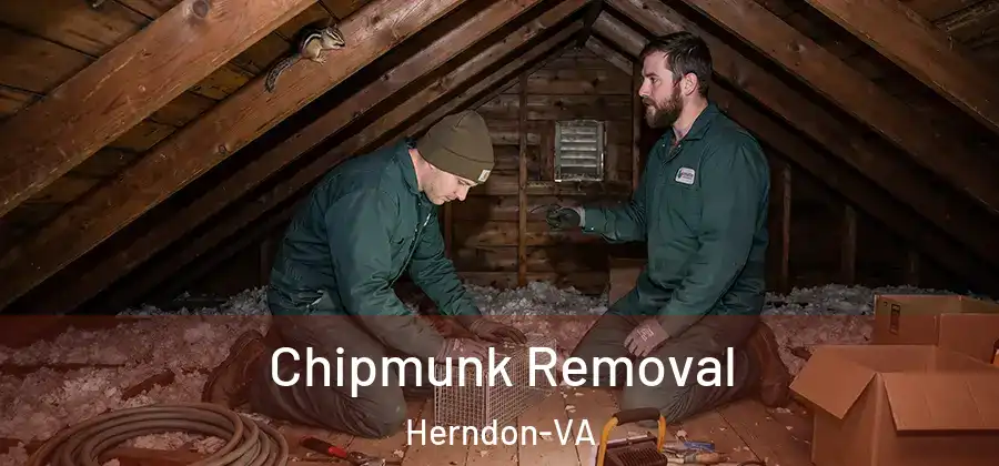 Chipmunk Removal Herndon-VA
