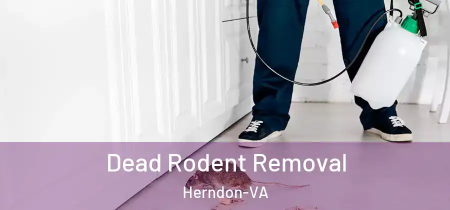  Dead Rodent Removal Herndon-VA