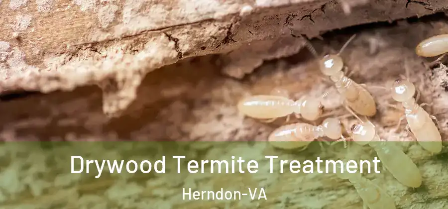  Drywood Termite Treatment Herndon-VA
