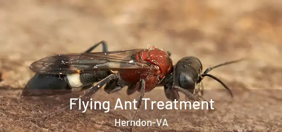  Flying Ant Treatment Herndon-VA