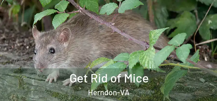  Get Rid of Mice Herndon-VA
