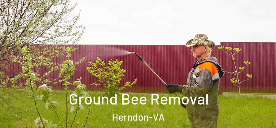  Ground Bee Removal Herndon-VA