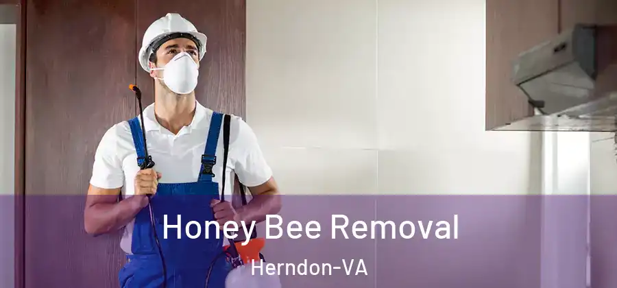 Honey Bee Removal Herndon-VA