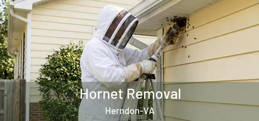 Hornet Removal Herndon-VA