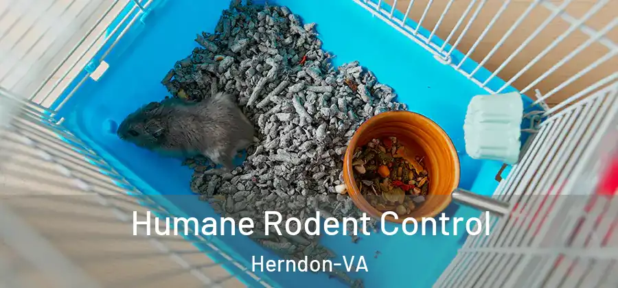  Humane Rodent Control Herndon-VA