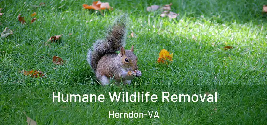  Humane Wildlife Removal Herndon-VA