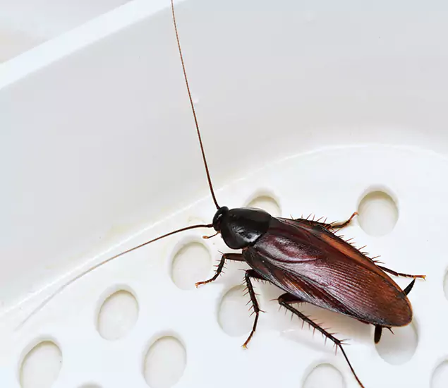 Trusted Cockroach Exterminator: Your Roach Control Services in Herndon, VA