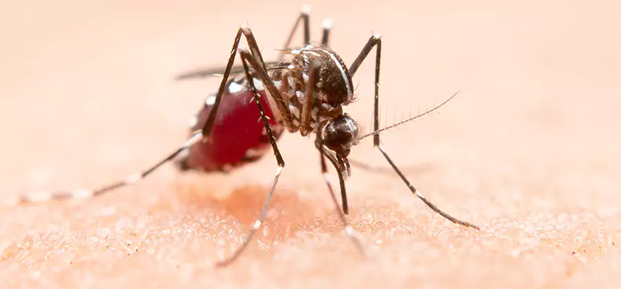Indoor Mosquito Killer and Interior Control in Herndon