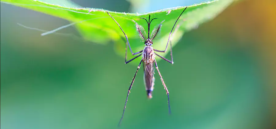 Pest and Mosquito Control for Yard and Patio in Herndon