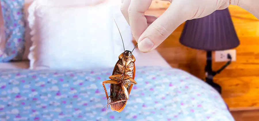 Bed Bug Inspection in Herndon