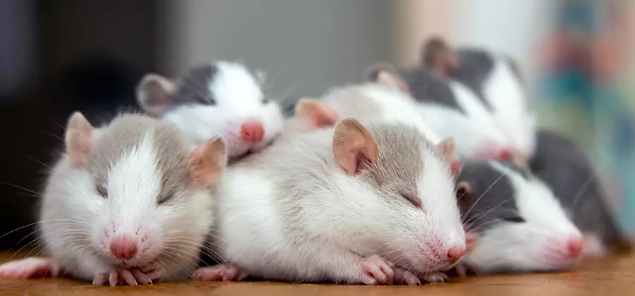 Rat Infestation Exclusion Service in Herndon