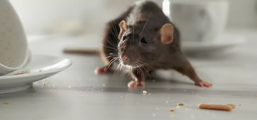 Attic Rat Exclusion Service in Herndon