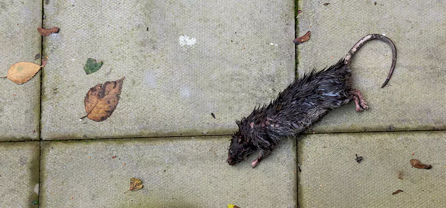 Rodent inspection service in Herndon