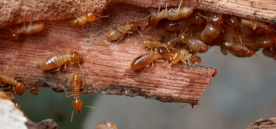 Wood Preservation Termite Treatment in Herndon