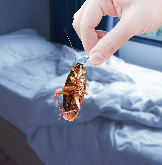 Why Choose Herndon Pest Control Pro for Bed Bug Extermination in Herndon, VA?