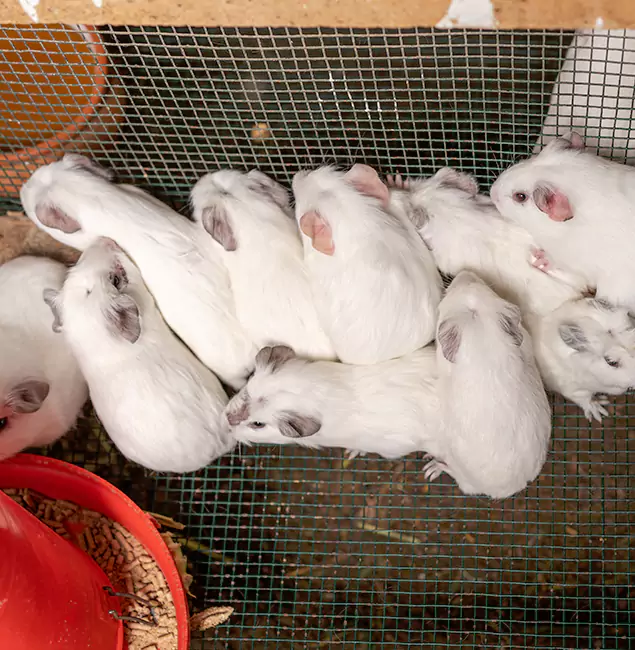 Why Herndon Pest Control Pro Is the Trusted Choice in Herndon, VA?