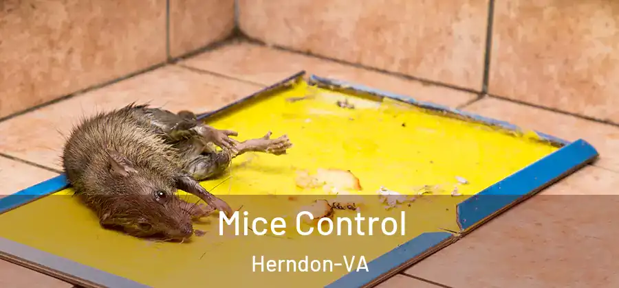  Mice Control Herndon-VA