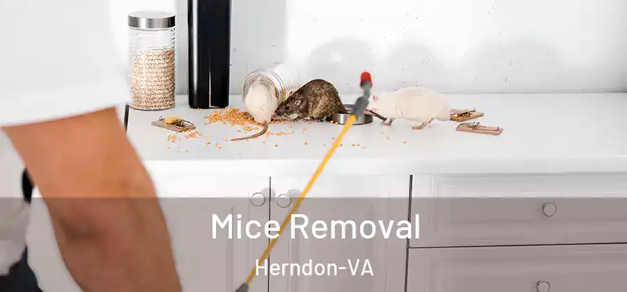  Mice Removal Herndon-VA