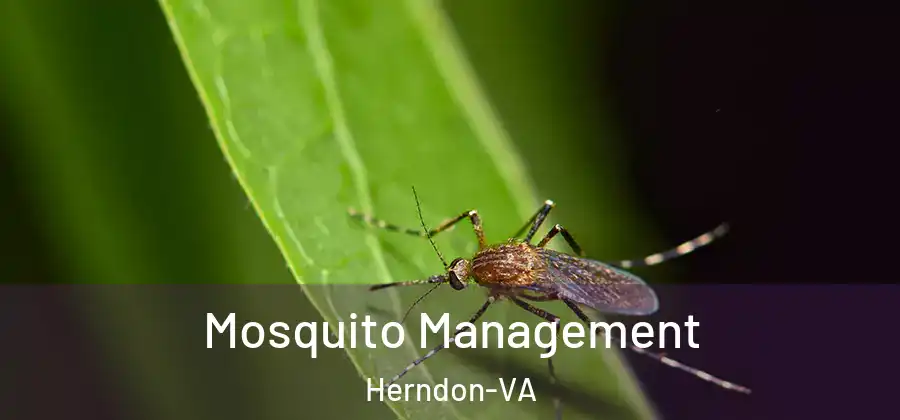  Mosquito Management Herndon-VA