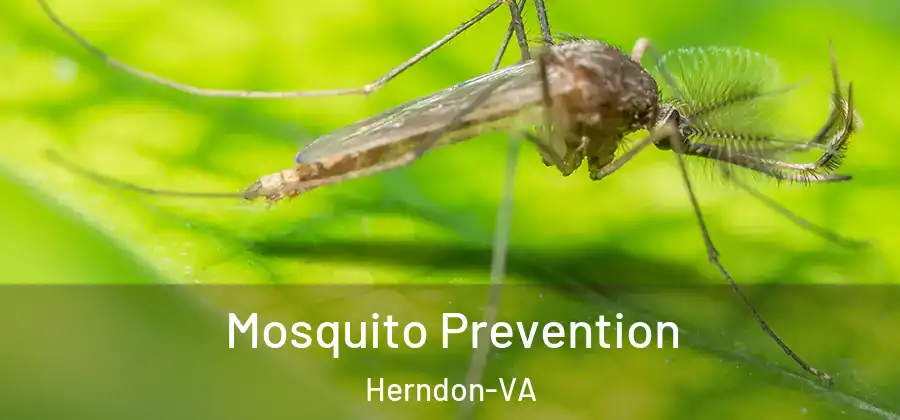  Mosquito Prevention Herndon-VA