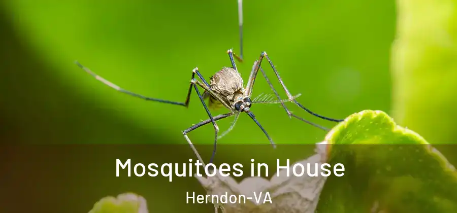  Mosquitoes in House Herndon-VA