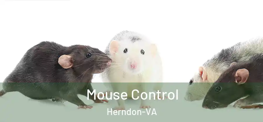 Mouse Control Herndon-VA