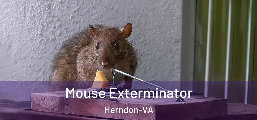  Mouse Exterminator Herndon-VA