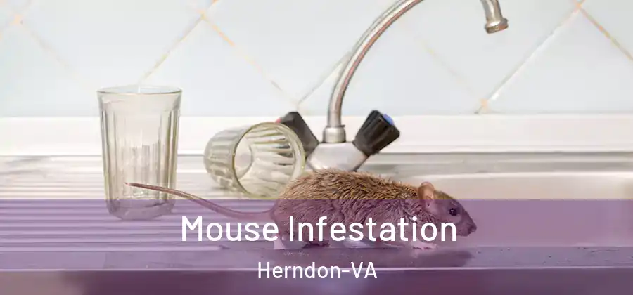 Mouse Infestation Herndon-VA