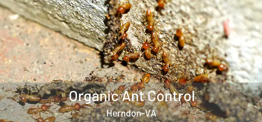  Organic Ant Control Herndon-VA