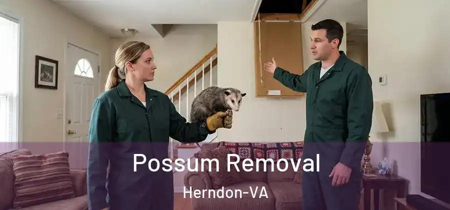  Possum Removal Herndon-VA