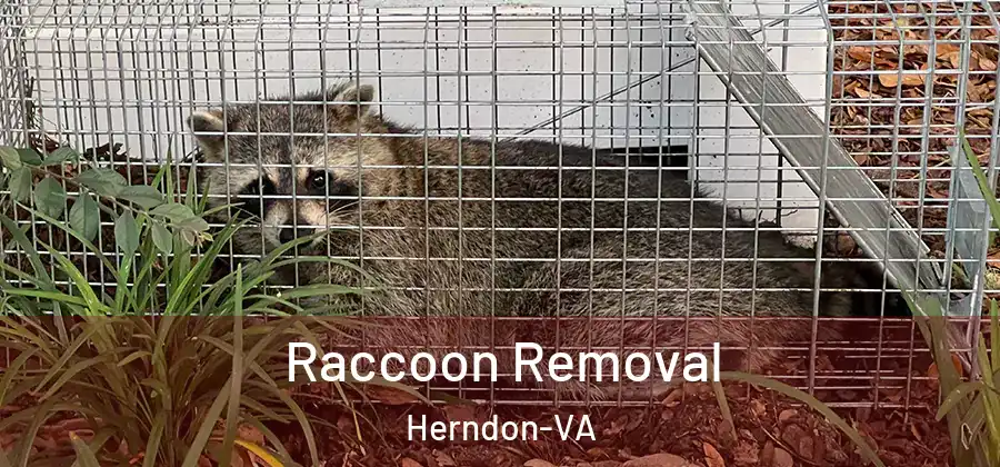 Raccoon Removal Herndon-VA