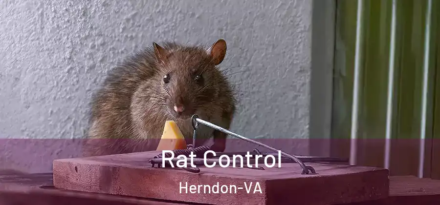  Rat Control Herndon-VA