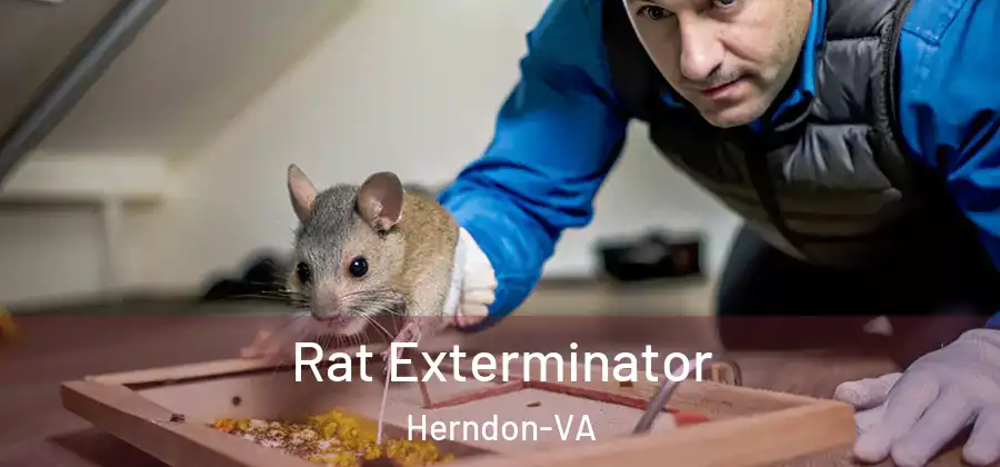  Rat Exterminator Herndon-VA