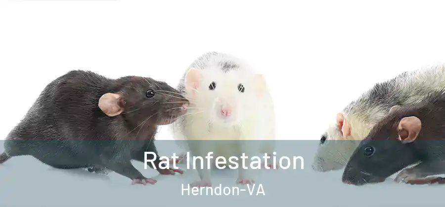  Rat Infestation Herndon-VA