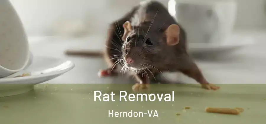  Rat Removal Herndon-VA