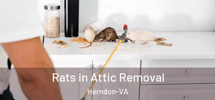 Rats in Attic Removal Herndon-VA