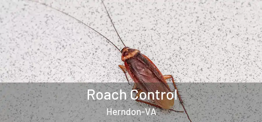Roach Control Herndon-VA