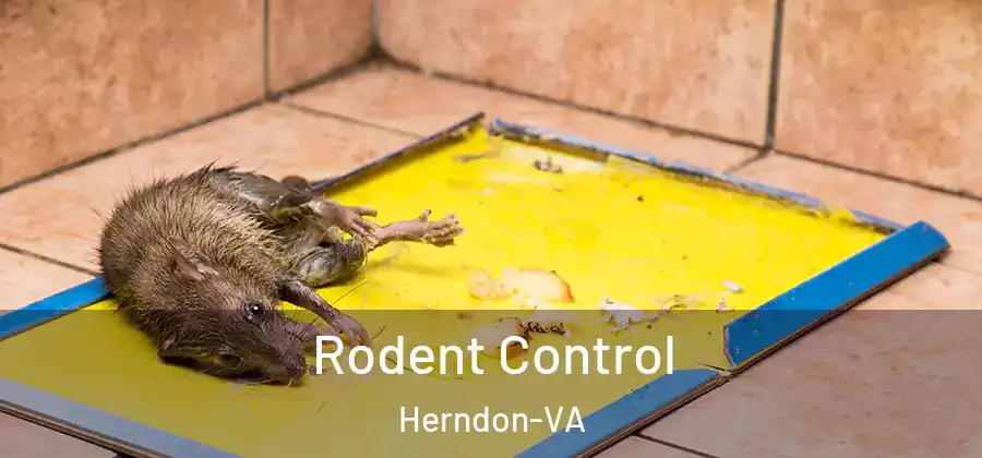  Rodent Control Herndon-VA